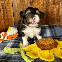 Clause - Black tri male Miniature American Shepherd puppy in Tonasket, Washington from V5 Aussies
