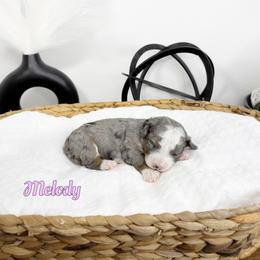 Melody - Blue merle female Bernedoodle puppy in Mount Vernon, Missouri from PoodlelyDoodlely