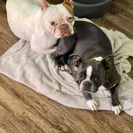 Boston Terrier Puppies from Bonze Boston Terriers