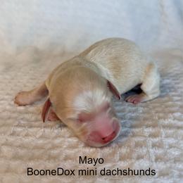 Mayo - Cream male Dachshund puppy in Lexington, Oklahoma from BooneDox Miniature Dachshunds