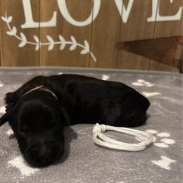 Tide - Black male Giant Schnauzer puppy in Houston, Texas from Elevated Pearl Giants