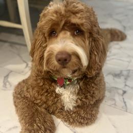 Doc - Australian Labradoodle