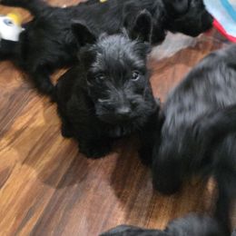 Girl 5 - Black female Scottish Terrier puppy in Seymour, Missouri from Fairview's Precious Pups