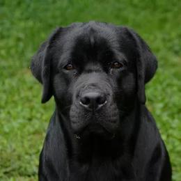 Sasha - Labrador Retriever