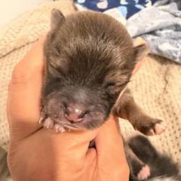Boy 2 - Chocolate sable male Pomeranian puppy in Bellmore, New York from Alyce’s Angels