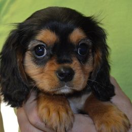 Debbie - Cavalier King Charles Spaniel puppy from Mid Lake Cavaliers