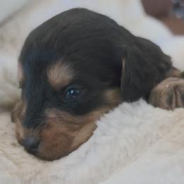 Bo Peep - Tri-color female Labradoodle puppy in Centerville, Utah from Reid Wasatch Doodles