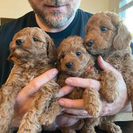 Goldendoodle Puppies from Sunnydoodle Utah