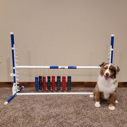 Miniature Australian Shepherd and Toy Australian Shepherd All Grown Up from Plum Creek Aussies