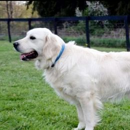 Maverick - Golden Retriever