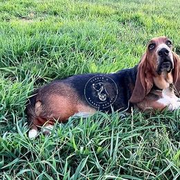 Prissy - Basset Hound
