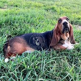 Prissy - Basset Hound
