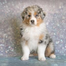 Australian Shepherd Puppies from SS Australian Shepherds