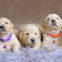 Golden Retrievers from LESSO Retriever
