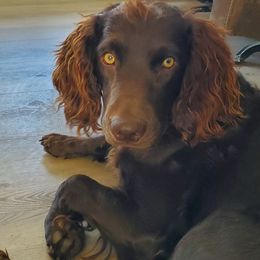 Boykin Spaniel and Cockapoo All Grown Up from Waddell-Kennels