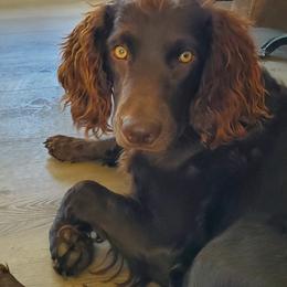 Boykin Spaniel and Cockapoo All Grown Up from Waddell-Kennels