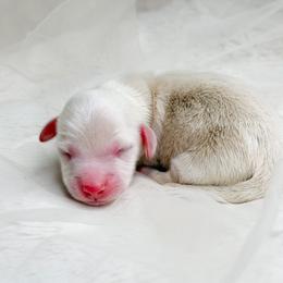 SNOWBALL - Red male Dachshund puppy in Redding, California from Jean & Mae Doxies