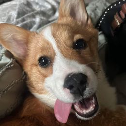 Jemma - Pembroke Welsh Corgi