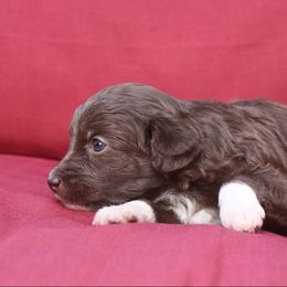 Aussiedoodle Puppies from DuWoof