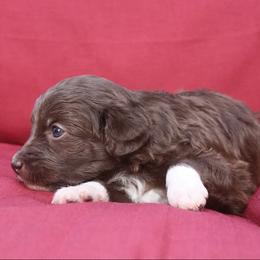 Aussiedoodle Puppies from DuWoof