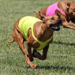 Rhodesian Ridgebacks from Tonia's Rhodesian Ridgebacks