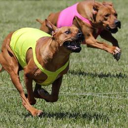 Rhodesian Ridgebacks from Tonia's Rhodesian Ridgebacks