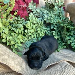 Ash - Black tri-color male Australian Shepherd puppy in Butler, Georgia from Aussies at Howling Hill Farm