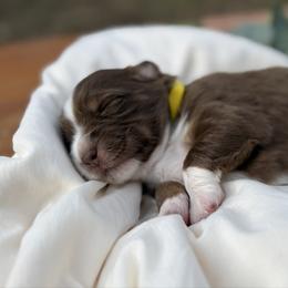 Cinnamon - Red tri-color female Miniature American Shepherd puppy in Minden, Louisiana from Ironwood Creek