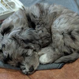 Aussiedoodle Puppies from Ridgeview Aussiedoodles