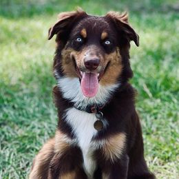 Reesie - Australian Shepherd