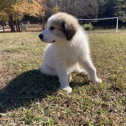 Great Pyrenees Puppies from Sweet Land of Liberty