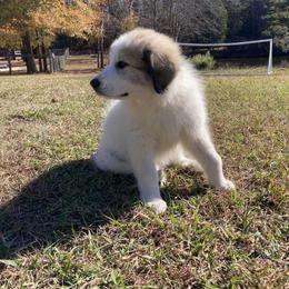 Great Pyrenees Puppies from Sweet Land of Liberty