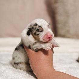 Tank AKC - Blue merle male Australian Shepherd puppy in Polk City, Florida from Skaky Shepherds