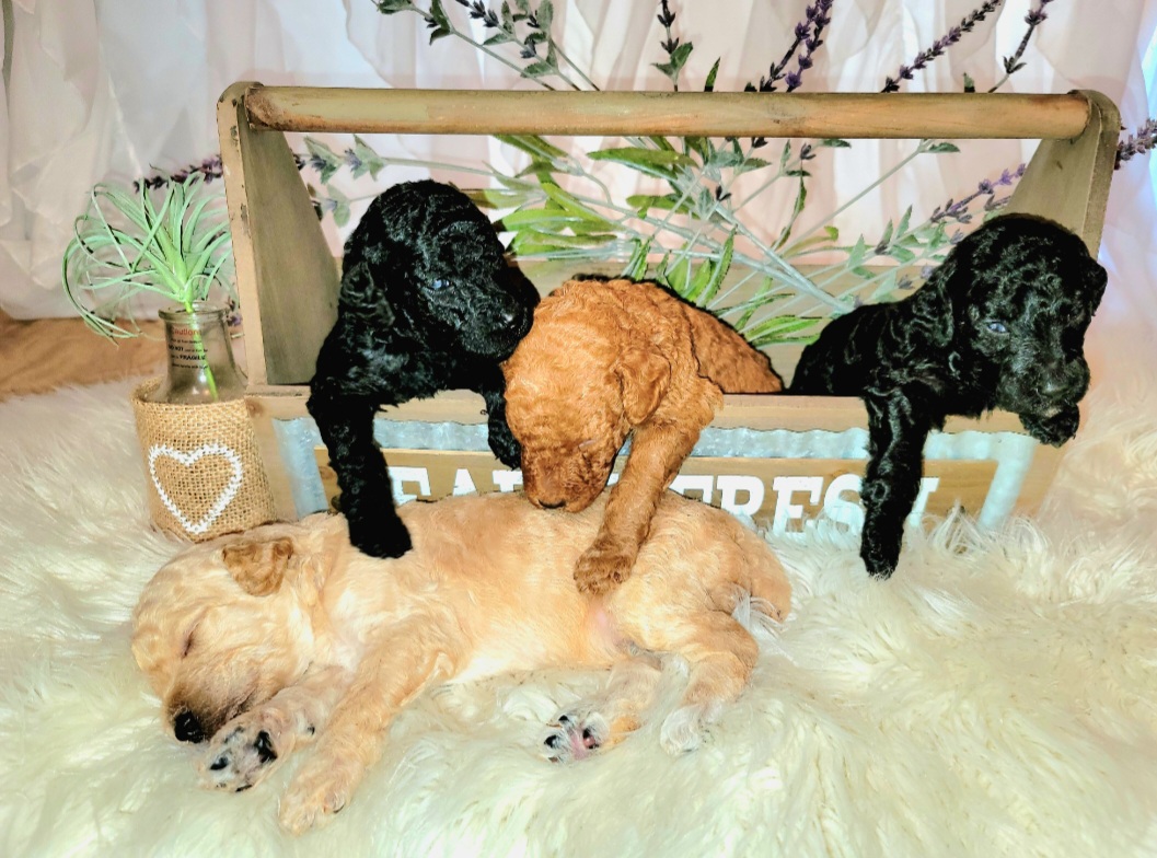 Poodle Puppies from Caboodles of Poodles