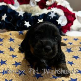 Adelaide - Black and tan female Dachshund puppy in Glen Saint Mary, Florida from 🍯 Honey Pot Dachshunds 🐾