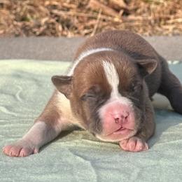 Boomer - Blue fawn male American Staffordshire Terrier puppy in Guilford County, North Carolina from Explicit Kennel