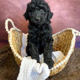 Quirky - Black male Goldendoodle puppy in Grove, Oklahoma from Guinn Family Farms