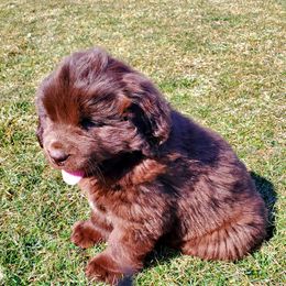 Newfoundland Puppies from Najuananlo Newfoundlands
