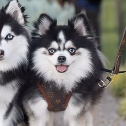 Pomskies from Arizona Luxury Pomskies