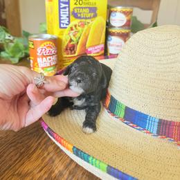 Burrito - Black female Goldendoodle puppy in Cherry Tree, Pennsylvania from Plum Creek Acres Next Generation