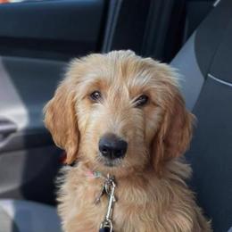 Goldendoodle Puppies from Welch’s Goldendoodles