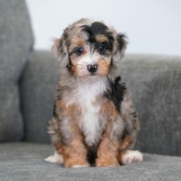 Sitka - Merle female Bernedoodle puppy in Dundee, Ohio from Down Home Doodle