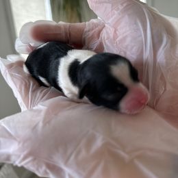 Girl 1 - Parti female Yorkipoo puppy in Fredericktown, Missouri from Doodle Pups Fur-Ever