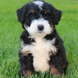 Eden - Tri-color Bernedoodle puppy in Apple Creek, Ohio from Arlene Hershberger