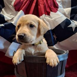 Yellow Collar Female - Yellow female Labrador Retriever puppy in Bemidji, Minnesota from Northern Star Elite Quality Labrador Retrievers