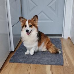 River - Pembroke Welsh Corgi