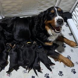 Bernese Mountain Dog puppies from Jena's Blissful Bernese Mountain Dogs