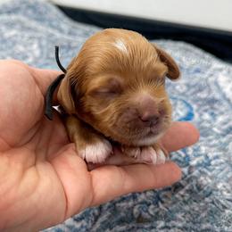 Laura - Red female Cockapoo puppy in Pledger, Texas from Sugarbear Cockapoos