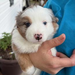 Girl 4 - female Miniature American Shepherd puppy in Hurt, Virginia from Sweet Prada's Farm