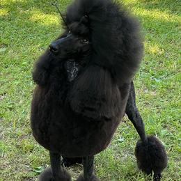 Flame - Poodle